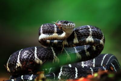 Boiga Snake Ready to Strike – Free Stock Photo for Download