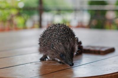 Hedgehog on a Wooden Table – Free Stock Photo for Download