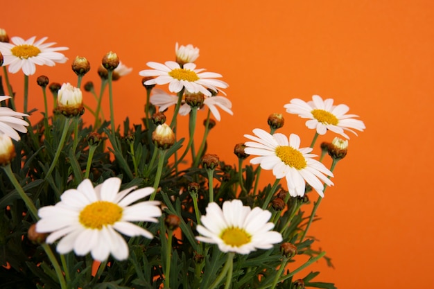 Still Life of Daisy Flowers – Free Stock Photo for Download