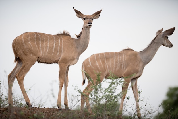 White-tailed Deer in a Grassy Field – Free Download