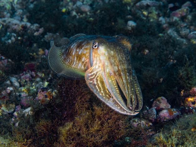 A Cuttlefish Underwater: Sepia Officinalis in the Mediterranean Sea – Free Download