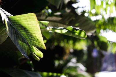 Macro Photography of a Green Tropical Branch – Free Download