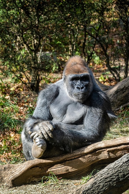 Gorilla Relaxing in Sunlit Forest – Free Stock Photo, Download Free