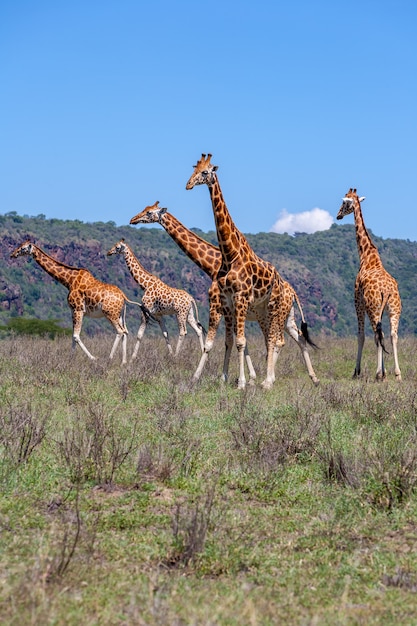 Giraffes Herd in Savannah – Free Stock Photo, Download Free