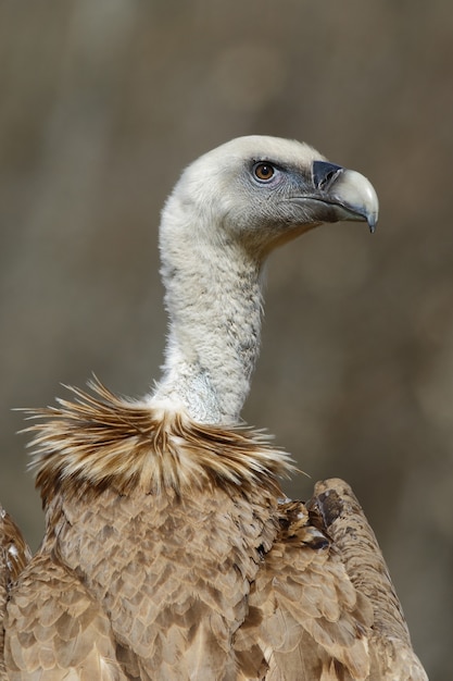 Closeup of a Cape Vulture in Sunlight – Free Download