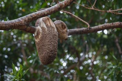 Bee Nest on a Tree in Pantanal – Free Stock Photo, Download Free Stock Photo