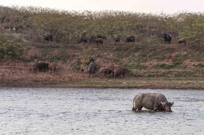 Buffalos on the Shoreline of Doi Tao Lake, Thailand – Free Download