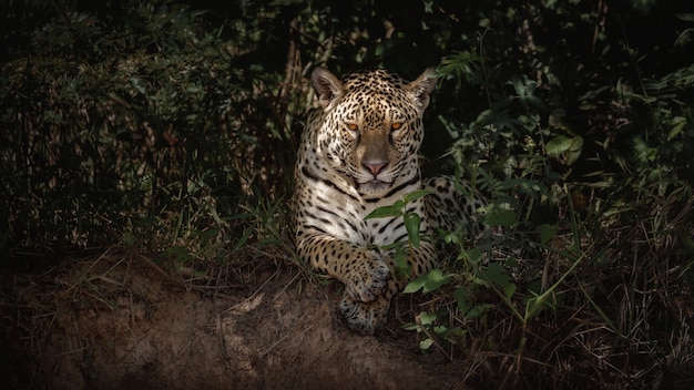 American Jaguar in its Natural Habitat of the South American Jungle – Free Stock Photo, Download for Free