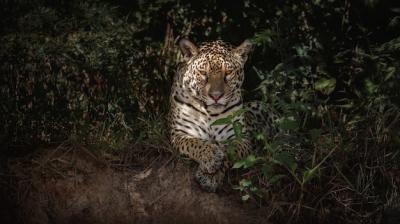 American Jaguar in its Natural Habitat of the South American Jungle – Free Stock Photo, Download for Free