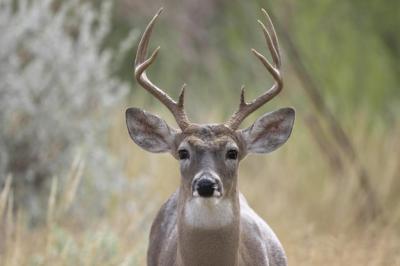 Closeup of a Whitetailed Deer Buck – Free Download