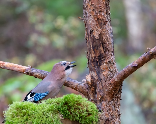 Eurasian Jay Bird Eating Seeds Near a Tree – Free Stock Photo, Download for Free