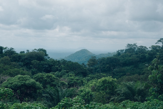 Scenic Green Tree Forest Under Cloudy Sky – Free Download