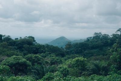 Scenic Green Tree Forest Under Cloudy Sky – Free Download