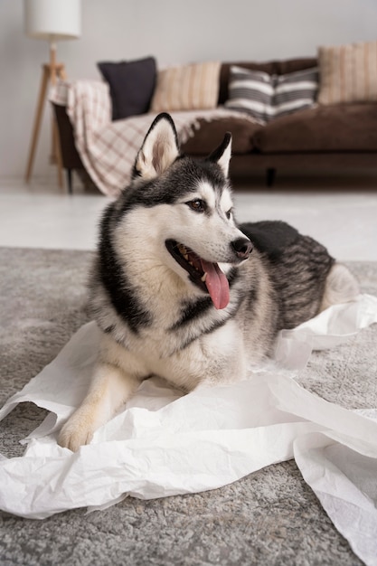 High Angle Dog Playing with Toilet Paper – Free Stock Photo, Download for Free