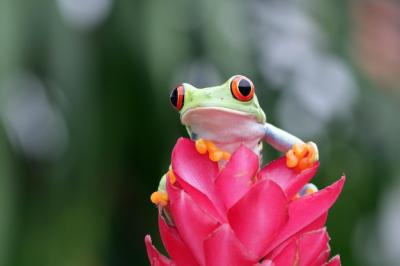 Closeup of Redeyed Tree Frog (Agalychnis callidryas) on Leaves and Flower – Free Download