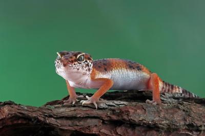 Orange Gecko Lizard on Wood – Free Stock Photo for Download