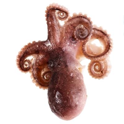 Fresh Octopus on White Background – Free Stock Photo for Download