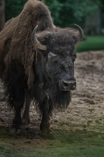 American Bison – Free Stock Photo Available for Download