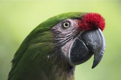 Green Parrot Closeup in Sunlight – Free Stock Photo, Download Free