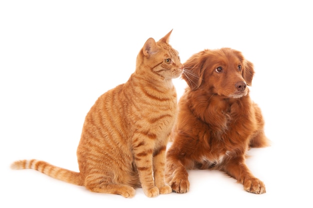 Retriever Dog and Ginger Cat Isolated on White Surface – Free Stock Photo, Download for Free