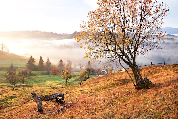 Shiny Tree on Hill Slope Illuminated by Sunlight in Foggy Mountain Valley – Free Stock Photo for Download