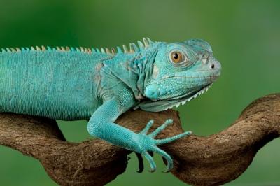 Closeup of Blue Iguana Head – Cyclura Lewisi in Grand Cayman | Free Download