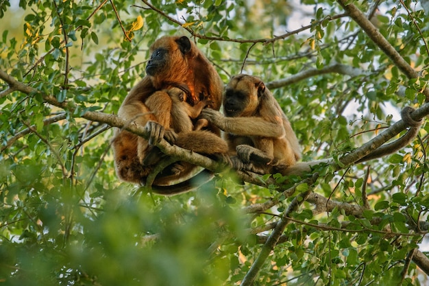 Howler Monkeys High in a Giant Tree in the Brazilian Jungle – Free Stock Photo, Download Free Stock Photo