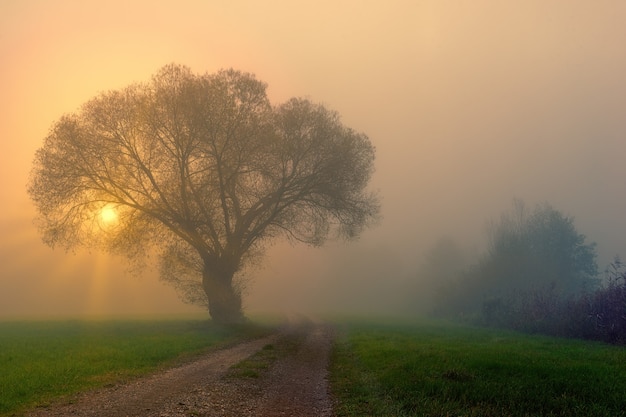 Green Grass Field with Trees and Fog – Free Stock Photo for Download