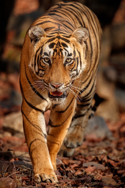 Amazing Bengal Tiger in Nature – Free Download, Free Stock Photo