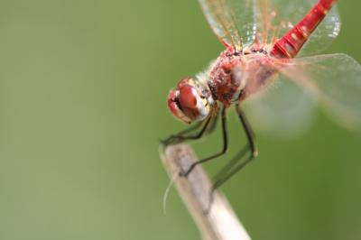 Close-up of a Dragonfly on a Twig – Free Download Stock Photo