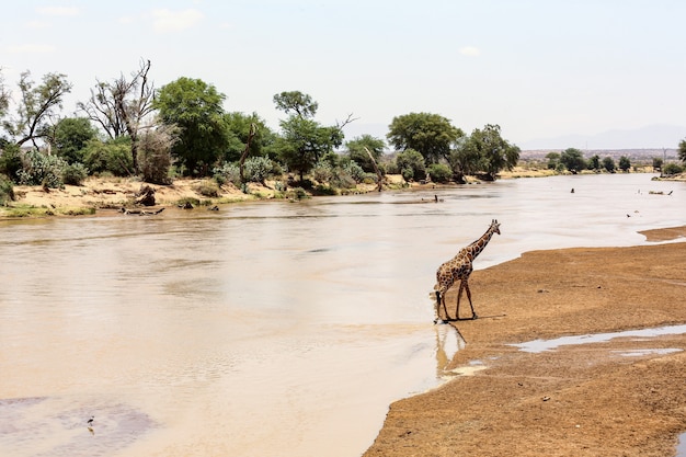 Giraffe by the Lake Surrounded by Lush Green Trees – Free Stock Photo Download