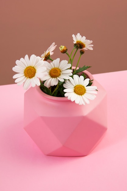 Stunning Still Life of Daisy Flowers – Free Download