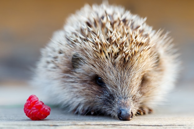 A Young Hedgehog Enjoying a Raspberry on a Wooden Floor – Free Stock Photo to Download