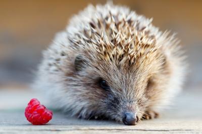 A Young Hedgehog Enjoying a Raspberry on a Wooden Floor – Free Stock Photo to Download