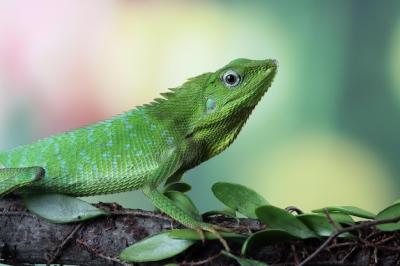 Green Lizard Sunbathing on Wood – Free Stock Photo for Download