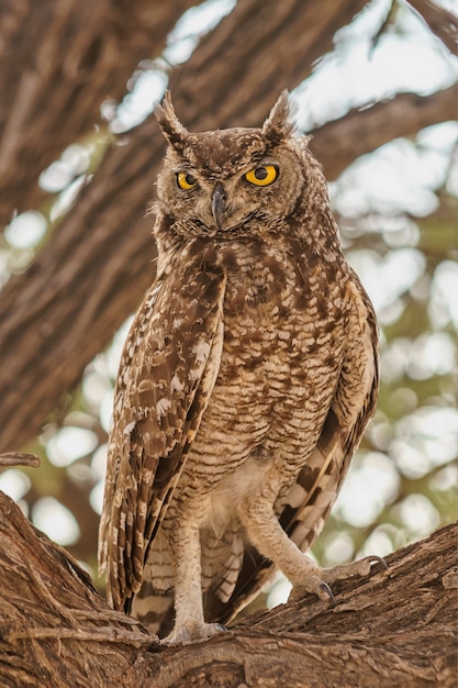 Vertical Closeup Shot of an Owl Perched on a Tree Branch – Free Stock Photo Download