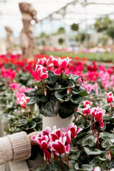 Close-Up of a Hand Holding a Flowerpot – Free Stock Photo for Download