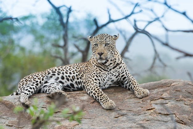 Fierce African Leopard Resting on a Rock – Free Download