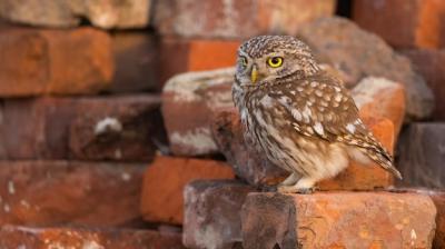 Little Owl on Old Brick Ruins – Free Download