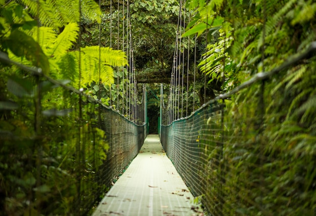 Hanging Suspension Bridge in Tropical Rainforest – Free Stock Photo for Download