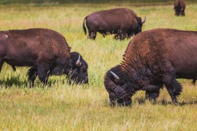 Buffalo Grazing on Sunny Day in Western Montana – Free Stock Photo, Download for Free