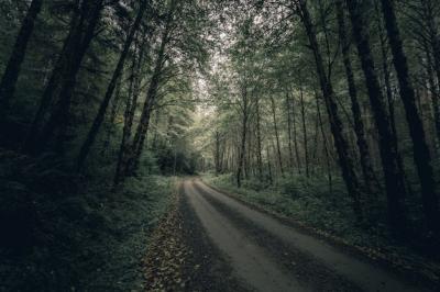 Narrow Muddy Forest Pathway Surrounded by Thick Trees and Greenery – Free Stock Photo, Download for Free