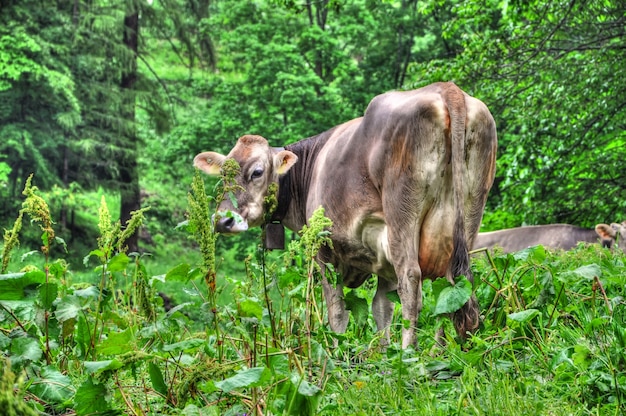 Amazing view of a cow wandering in the middle of the forest – free stock photo, download for free