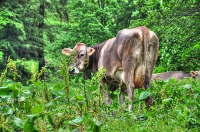 Amazing view of a cow wandering in the middle of the forest – free stock photo, download for free