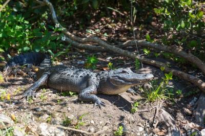 Alligator – Free Stock Photo, Download for Free