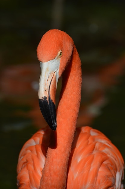 Stunning Greater Flamingo Bird Face – Free Download