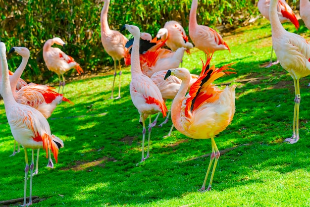 Beautiful Flamingo Group Walking on Grass in the Park – Free Download