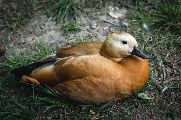 Textured Brown Feathers Duck Among Grass – Free Download