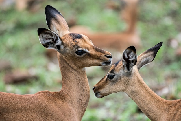 Two Newly Born Impala Calves in Kruger National Park, South Africa – Free Stock Photo, Download for Free