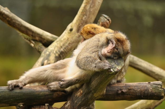 Macaque Monkey in Natural Habitat: Family Care of Macaca Sylvanus – Free Stock Photo, Download for Free